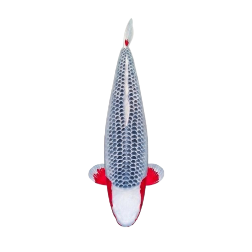 Auction Koi