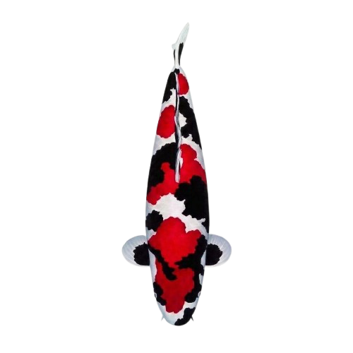 Fixed Price Koi