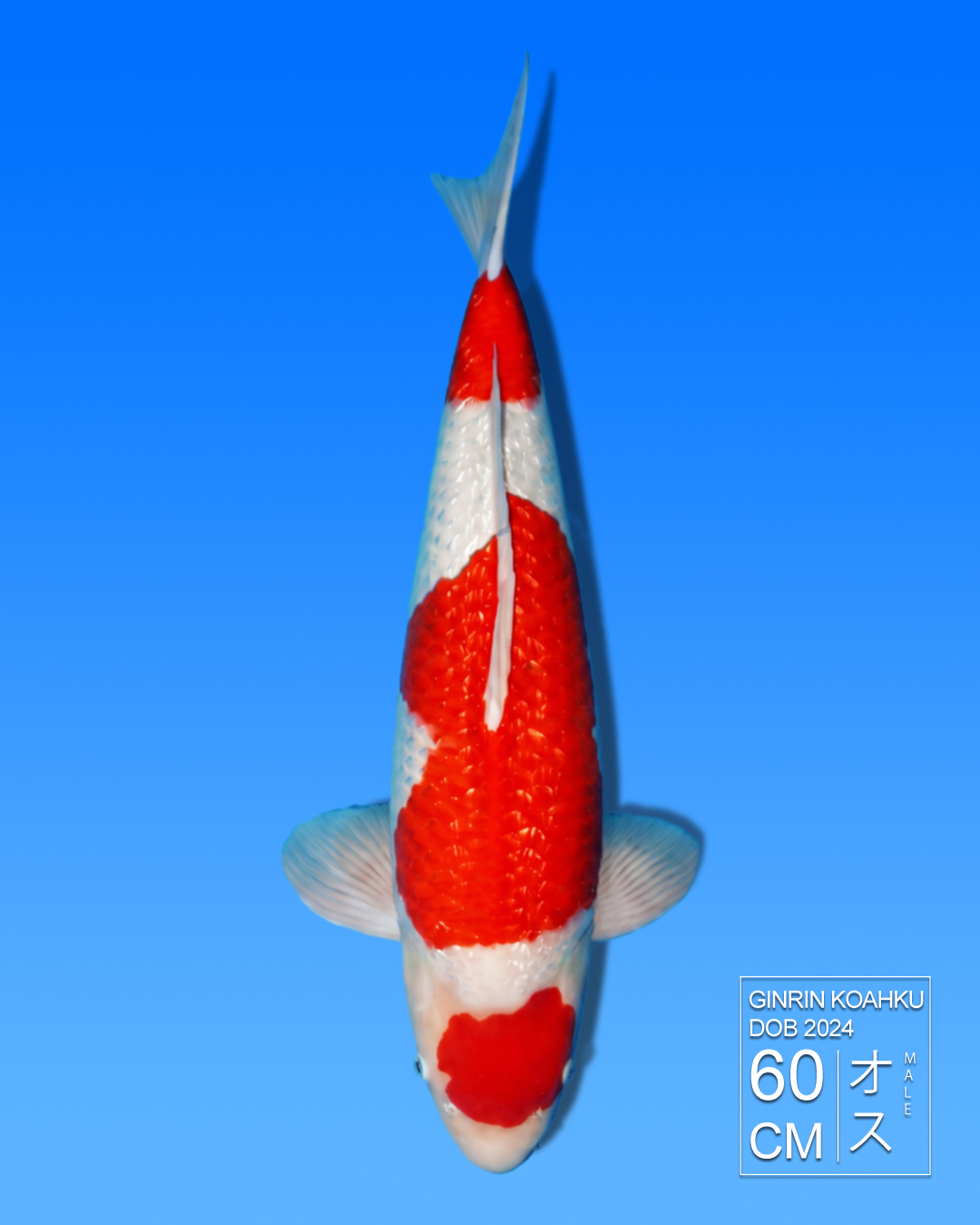 Koi Ginrin Kohaku HKC2026000161