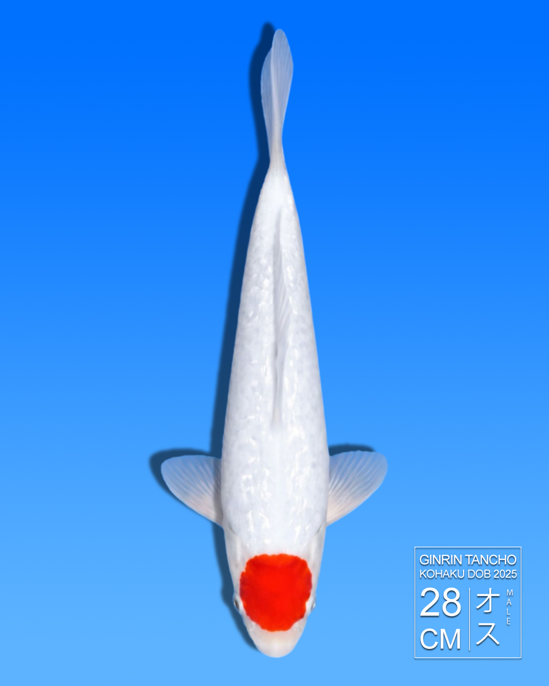 Koi Ginrin Tancho Kohaku HKC2026000081