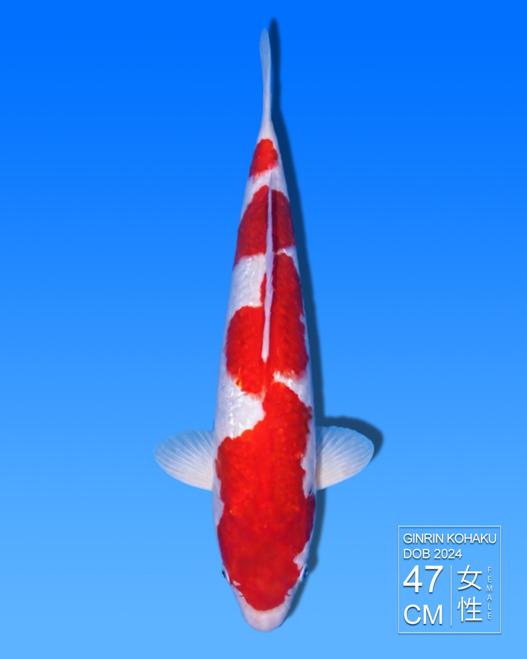 Koi GInrin Kohaku HKC2026000084
