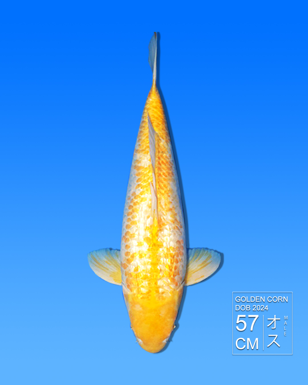 Koi Golden Corn HKC2026000101