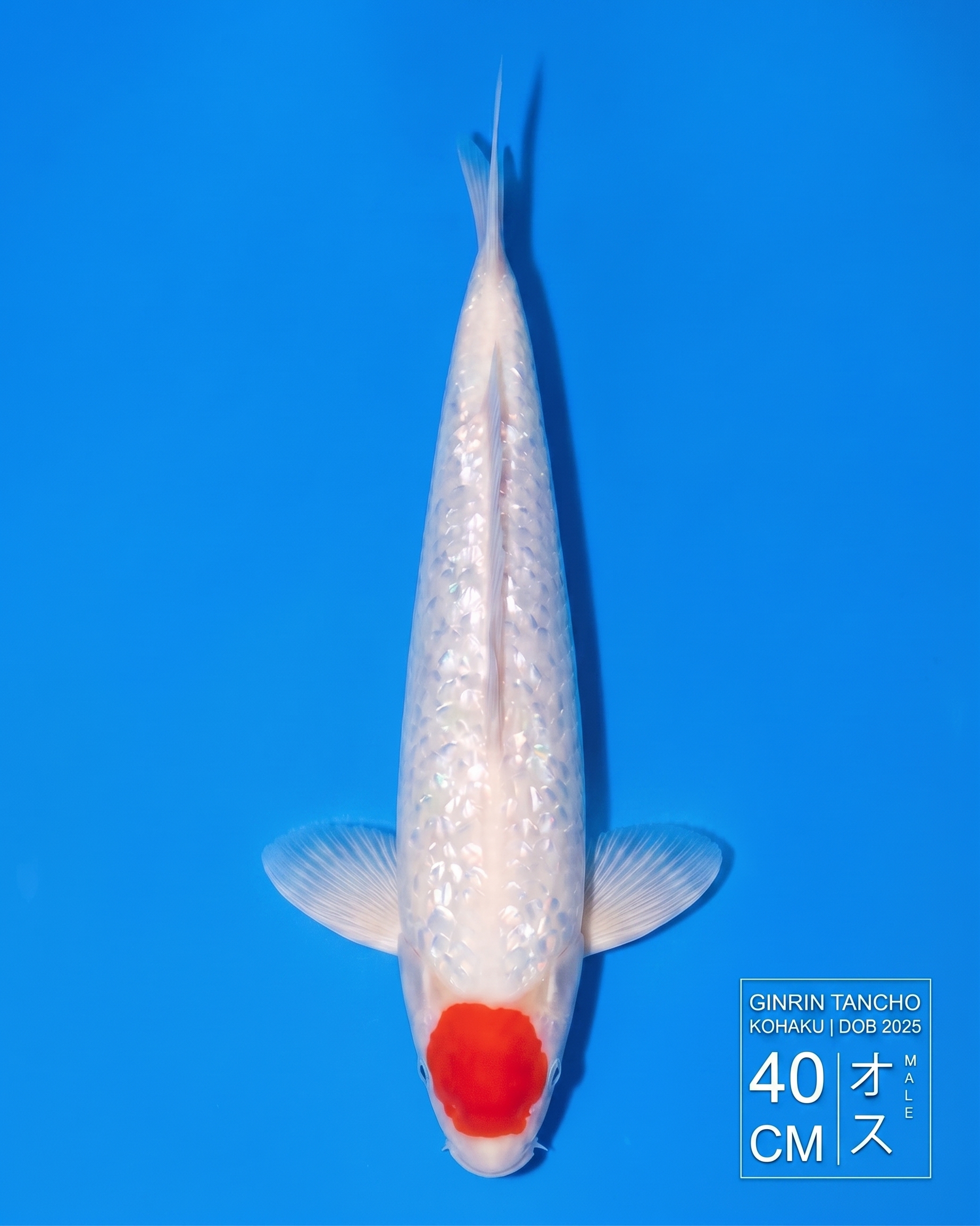 Koi Ginrin Tancho Kohaku HKC2026000004