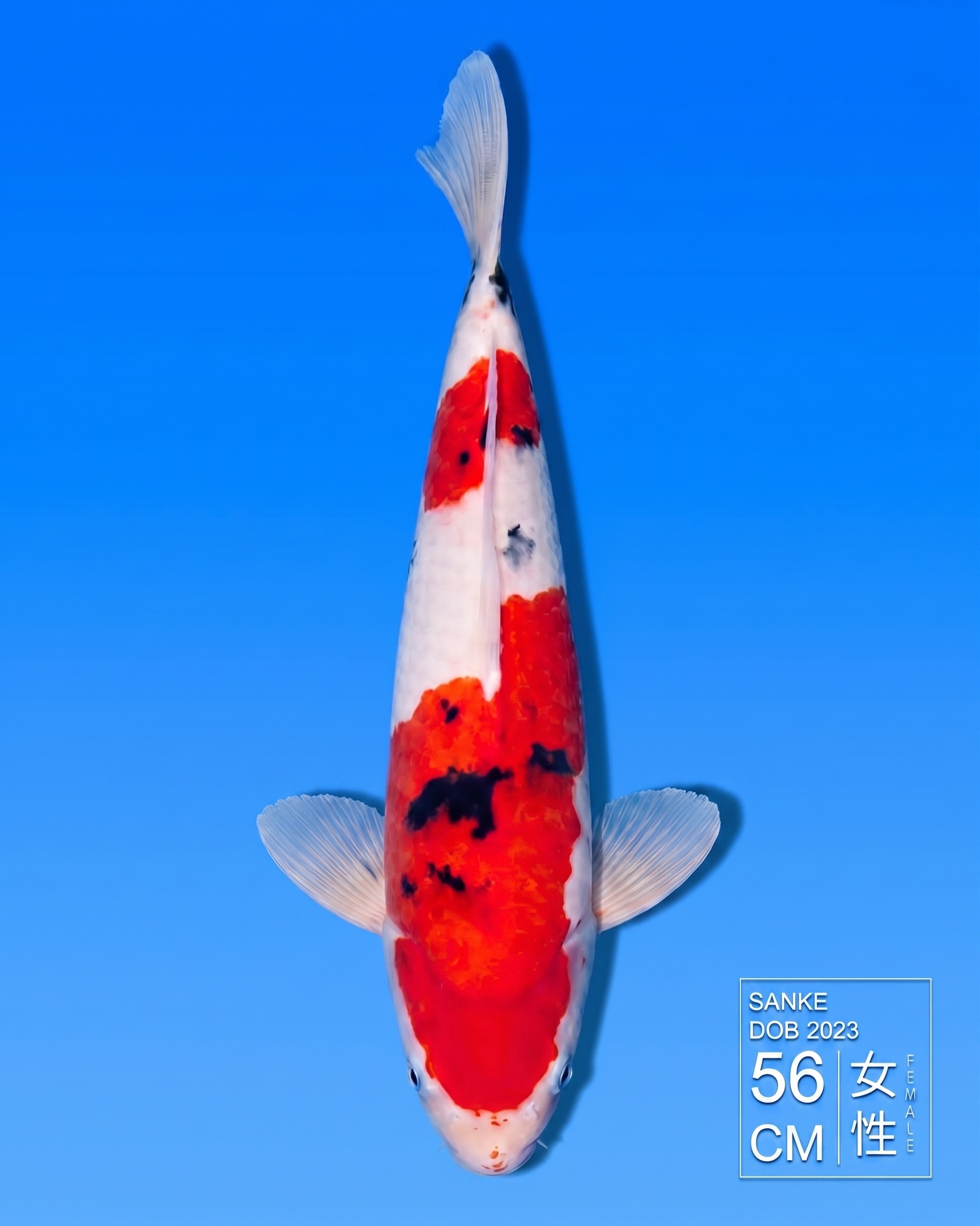 Koi Sanke  HKC2026000042