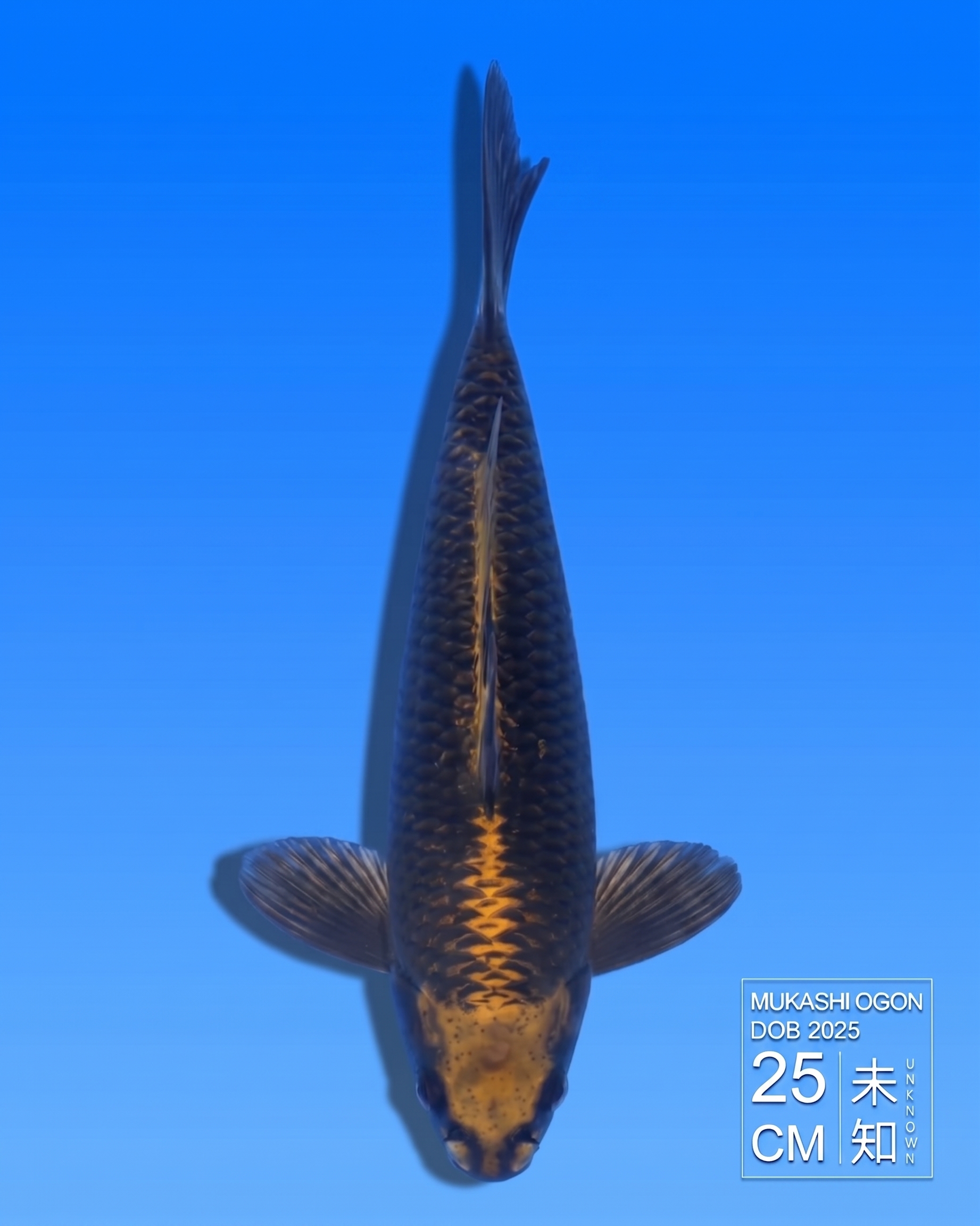 Koi Mukashi Ogon HKC2026000151
