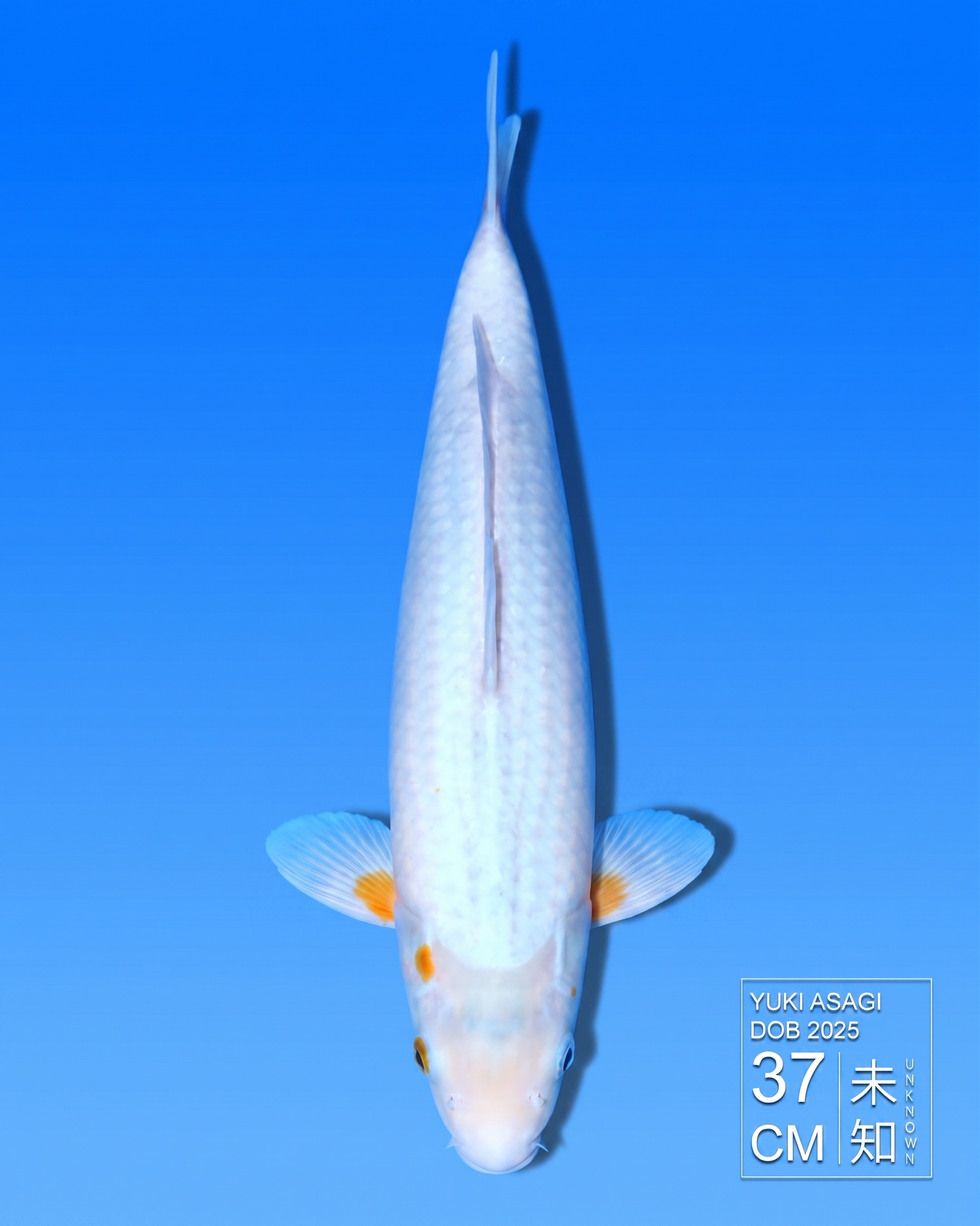 Koi Yuki Asagi HKC2026000153