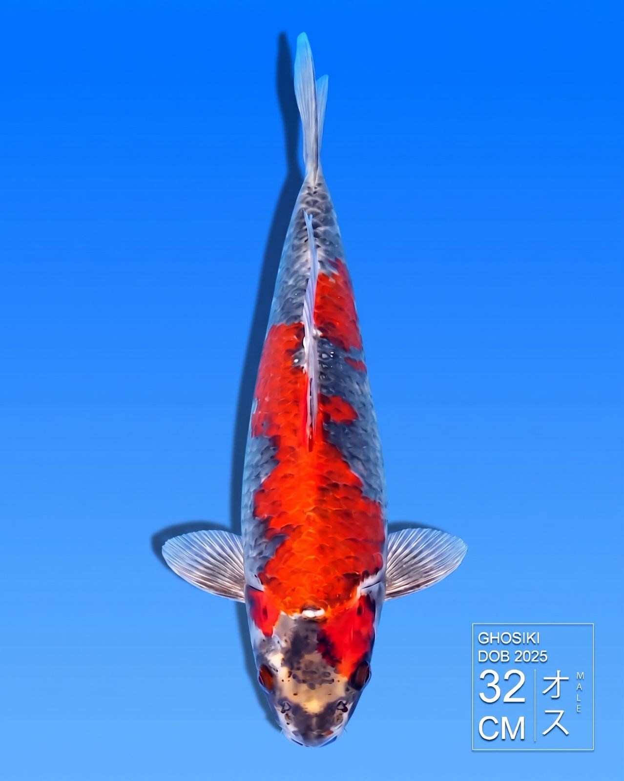 Koi Red Ghosiki HKC2026000156