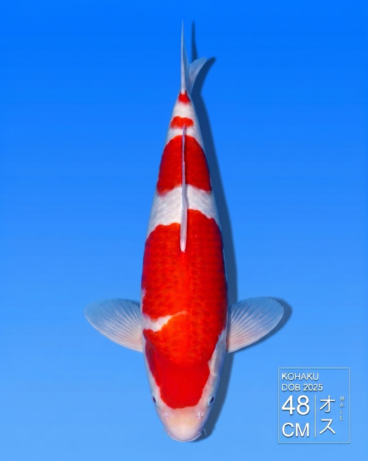 Koi Kohaku HKC2026000165