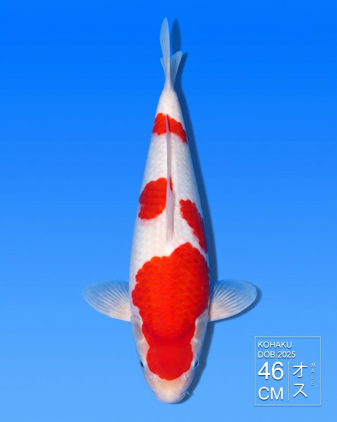 Koi Kohaku HKC2026000166