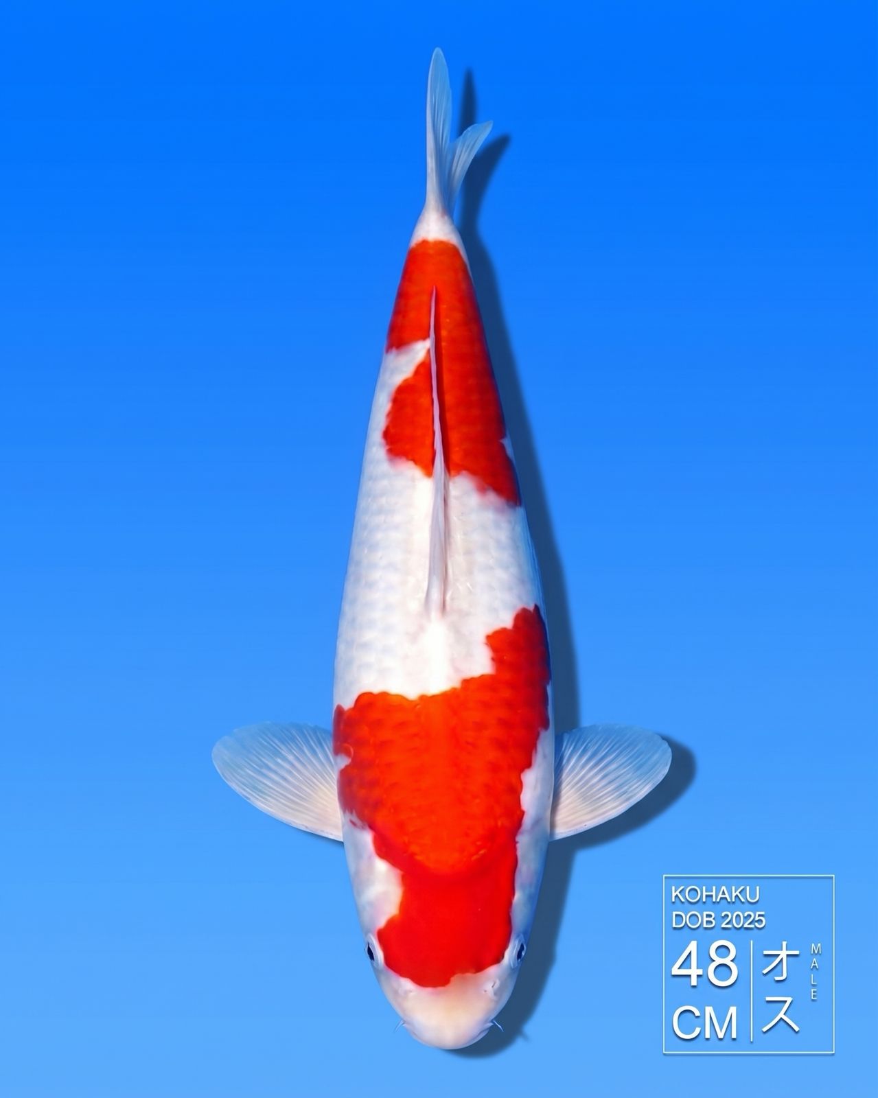 Koi Kohaku HKC2026000167