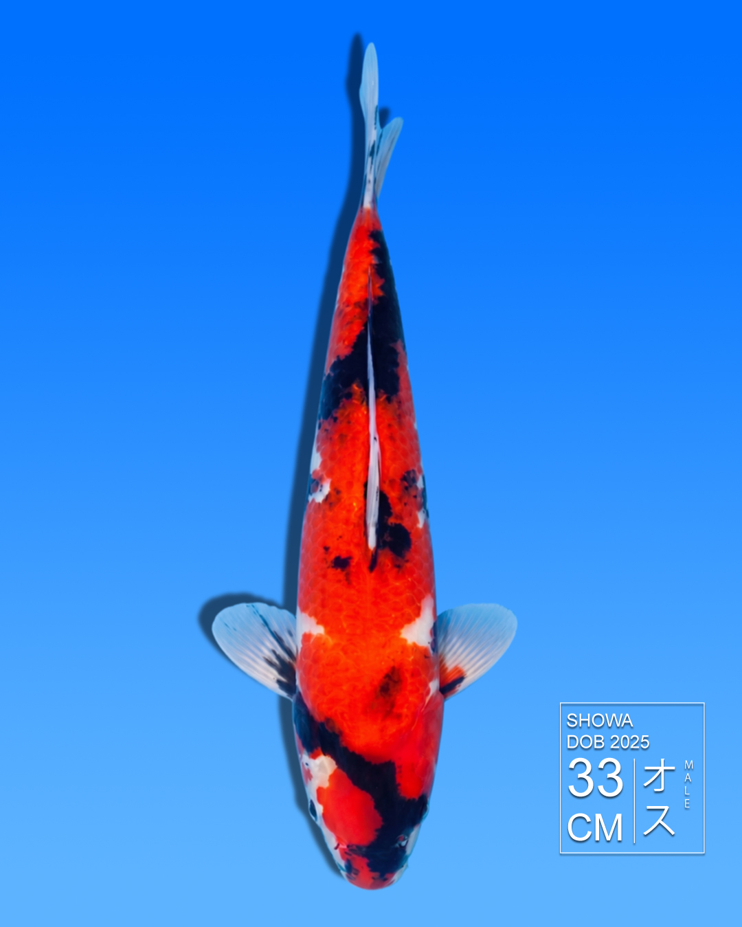 Koi Showa HKC2026000069