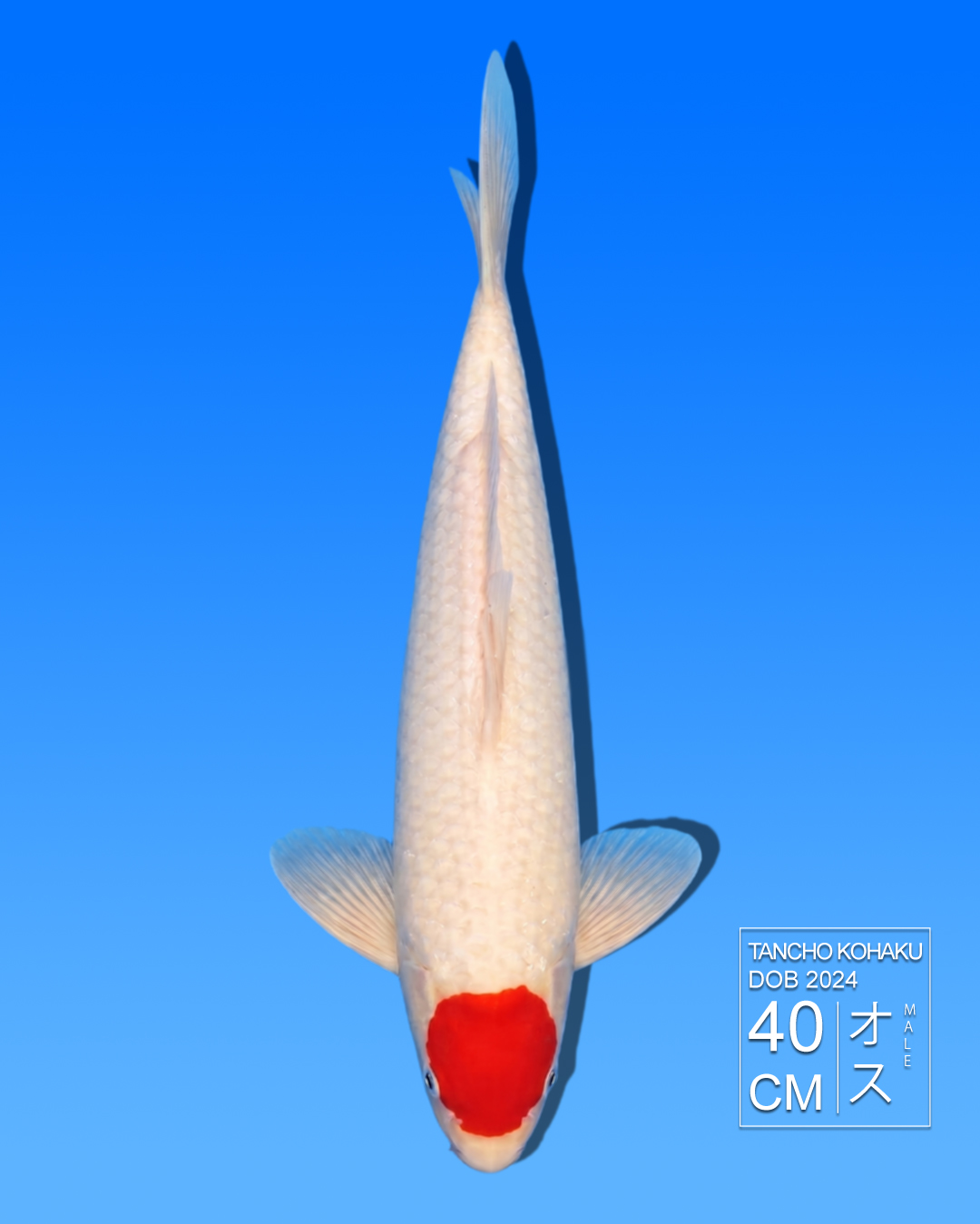 Koi Tancho Kohaku HKC2026000092
