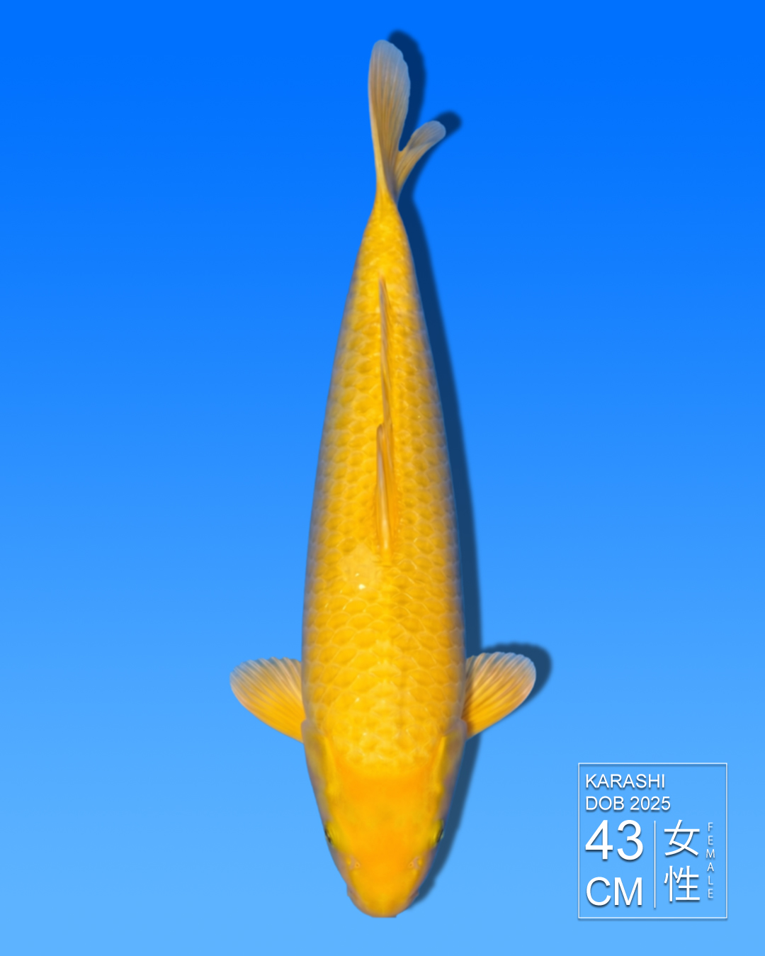 Koi Karashi HKC2026000093