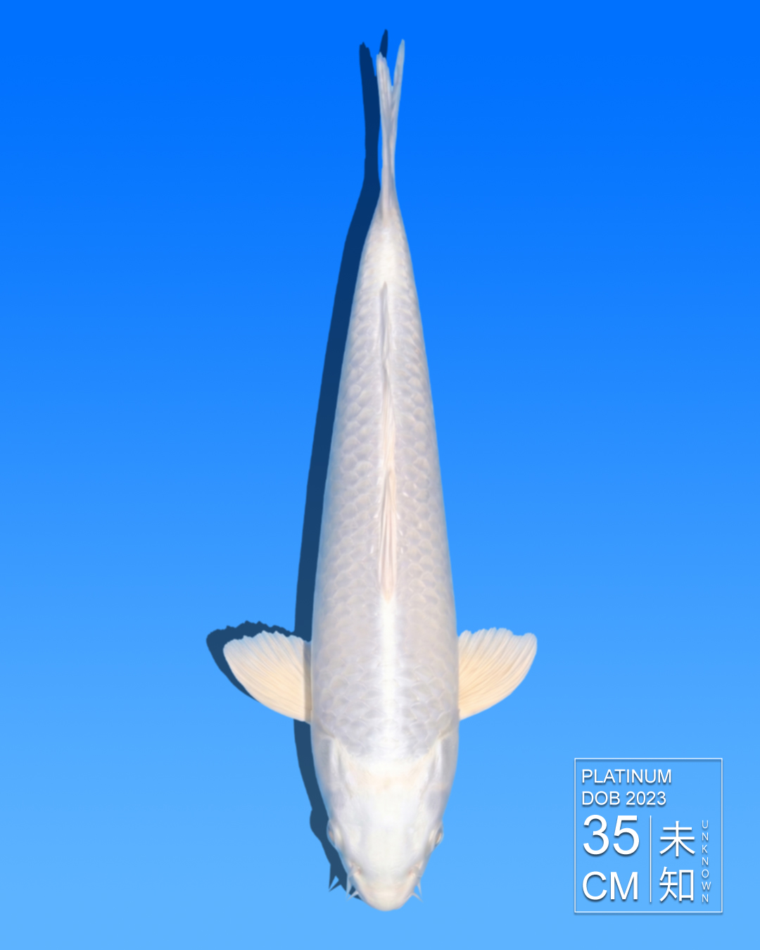Koi Platinum  HKC2026000094