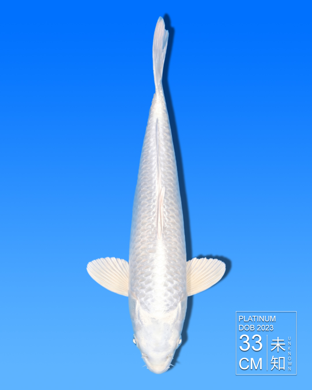 Koi Platinum HKC2026000096