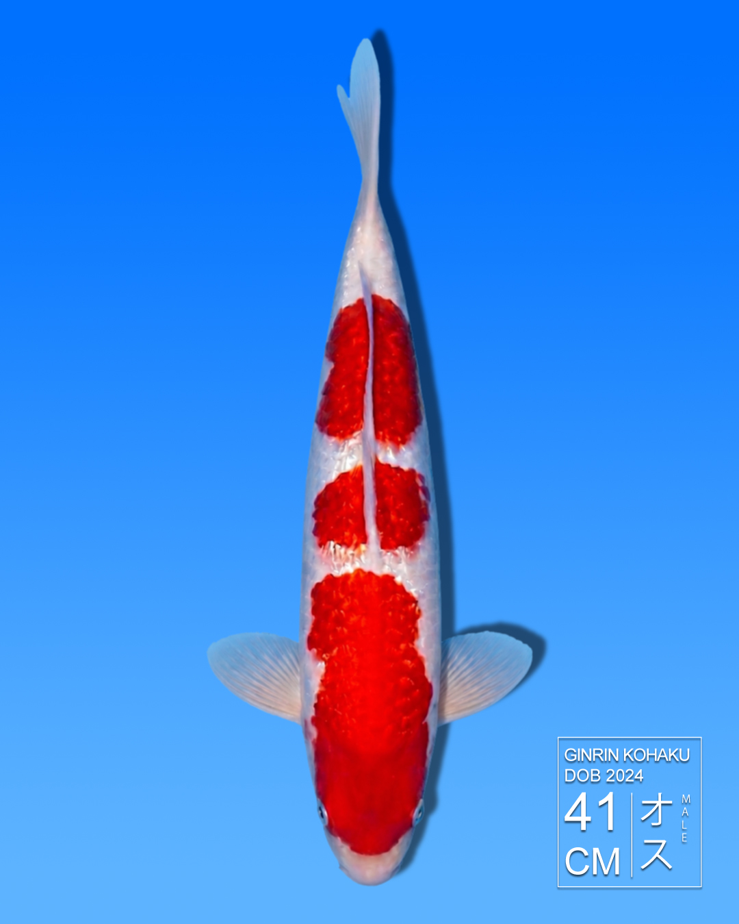Koi Ginrin Kohaku HKC2026000097