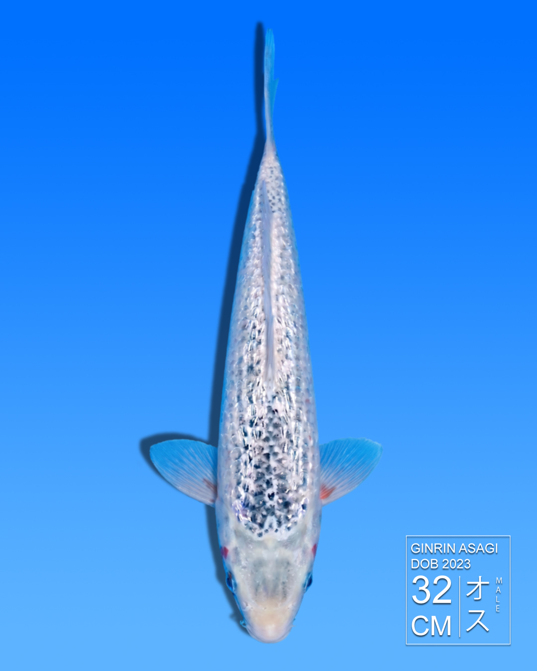 Koi Ginrin Asagi HKC2026000099