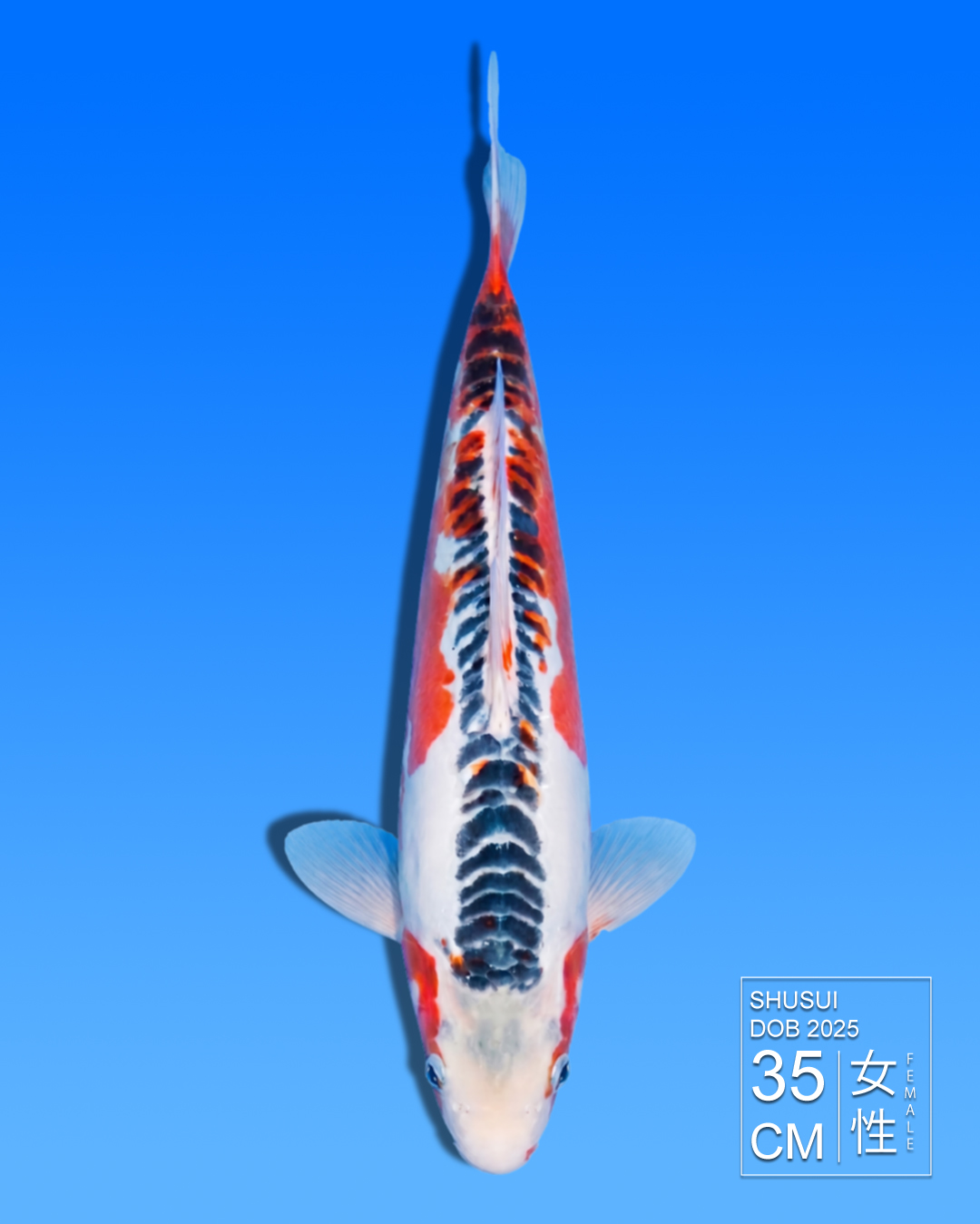 Koi Shusui HKC2026000100