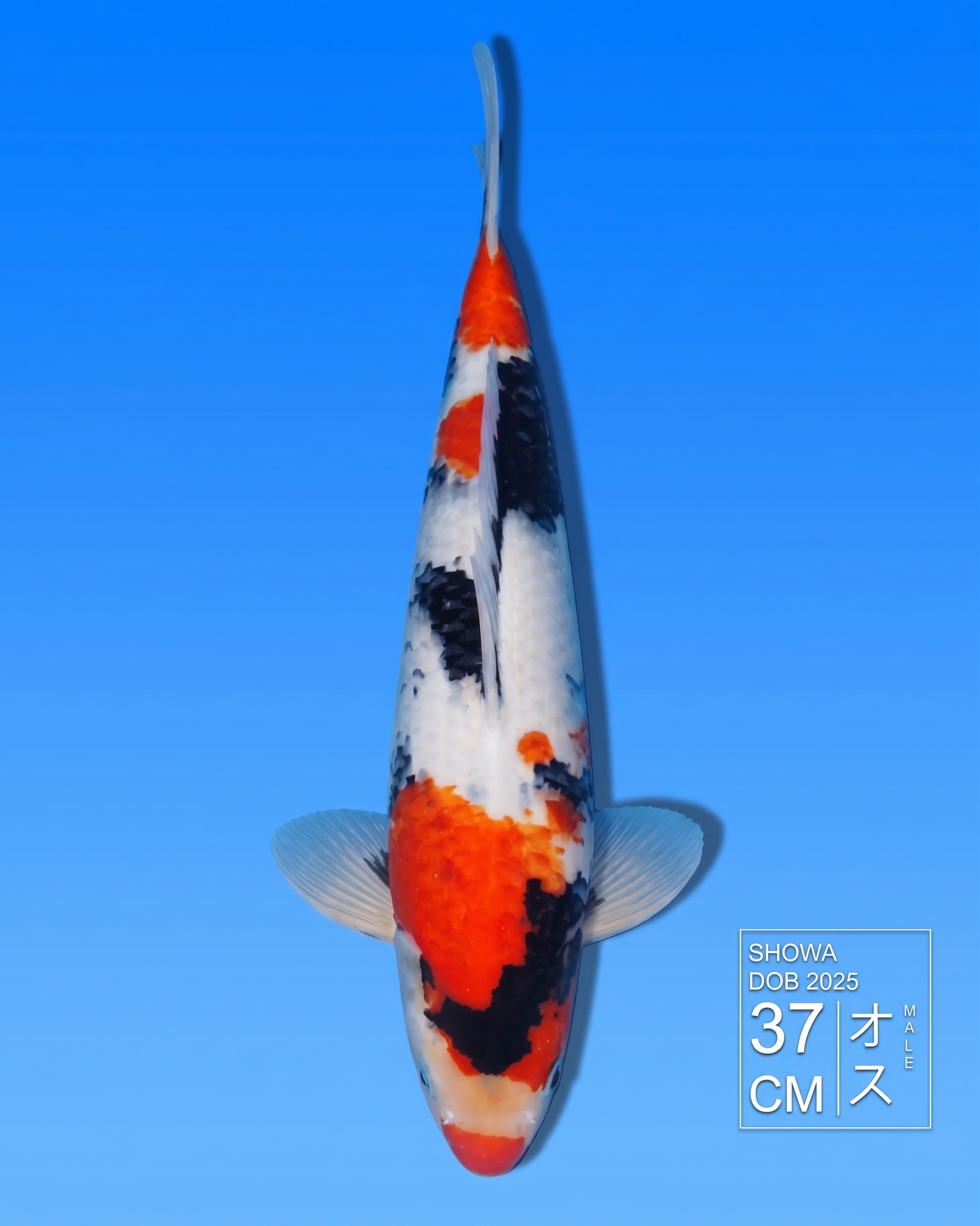 Koi Showa HKC2026000043