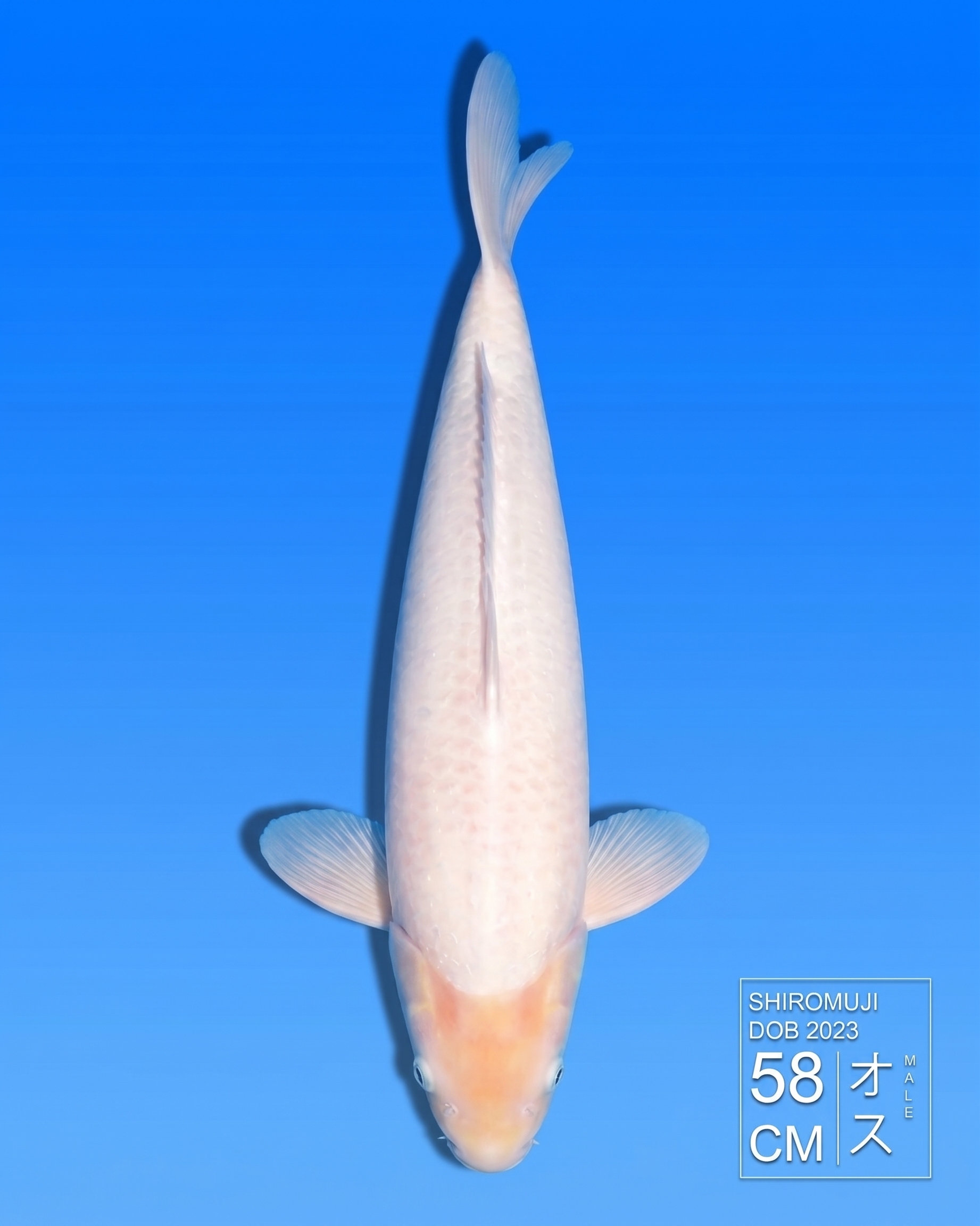 Koi Shiromuji HKC2026000020