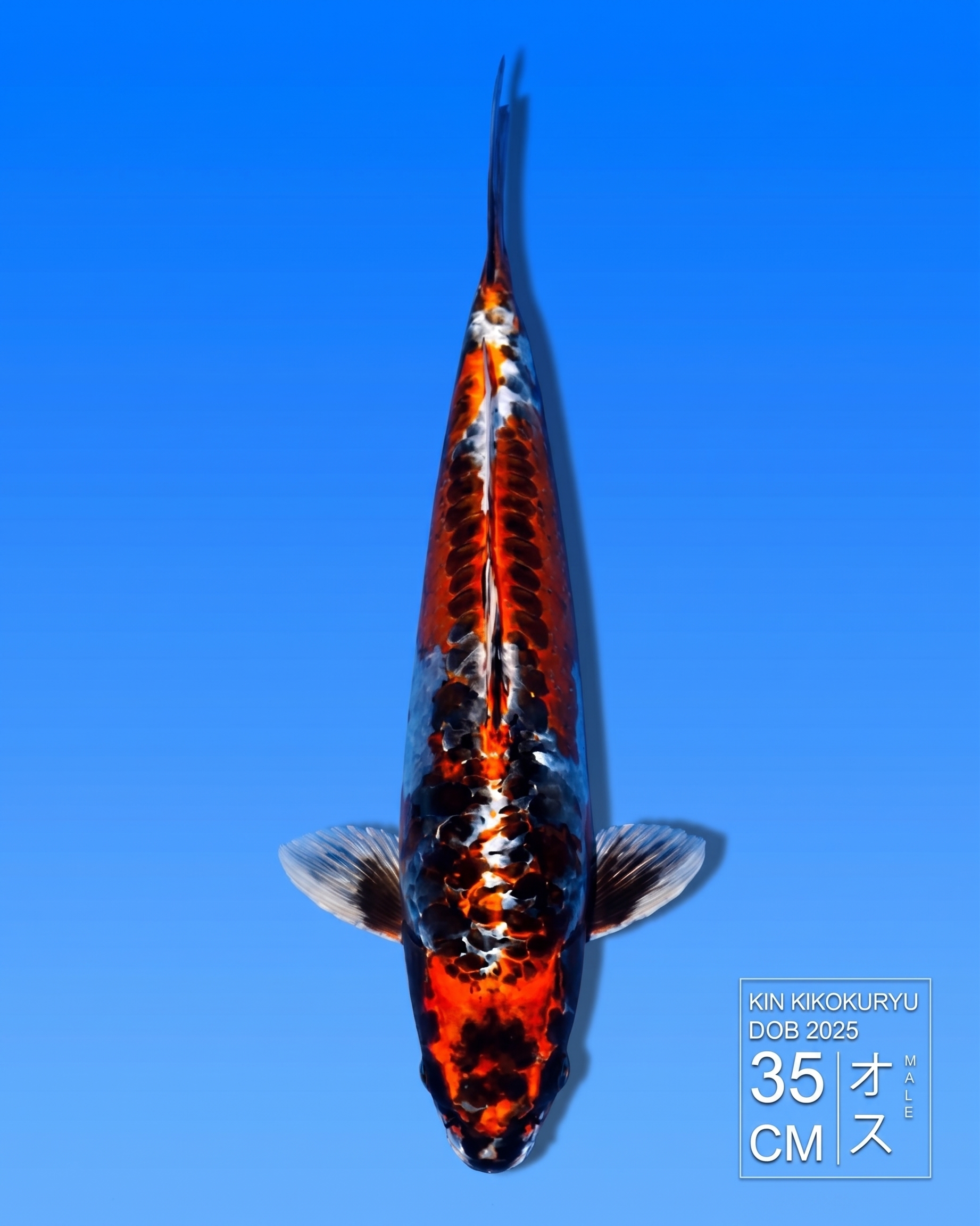 Koi Kin Kikokuryu HKC2026000050