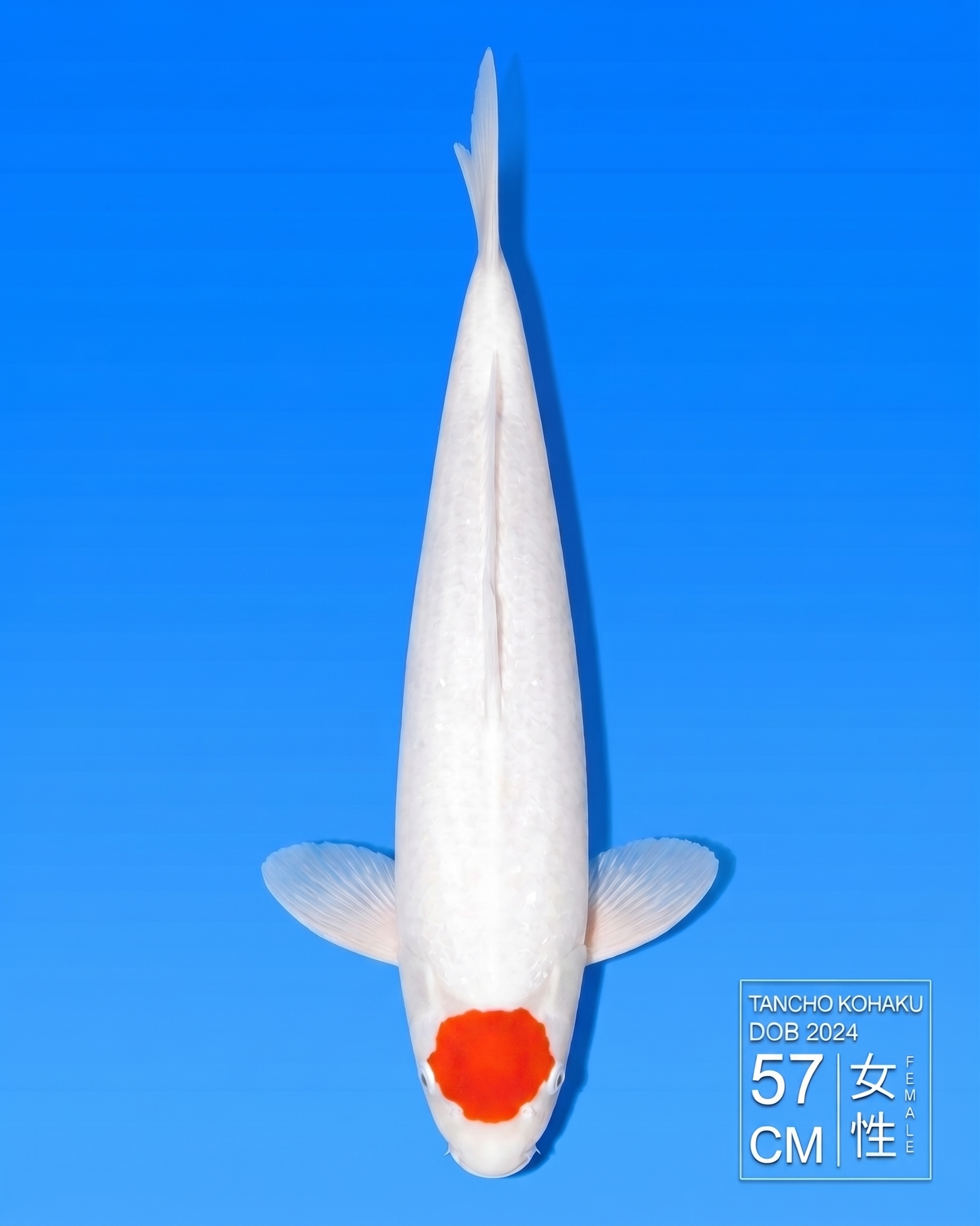 Koi Tancho Kohaku HKC2026000021