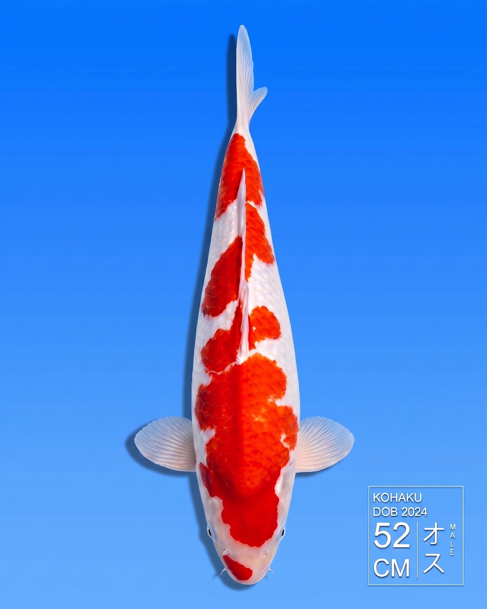 Koi Kohaku HKC2026000162