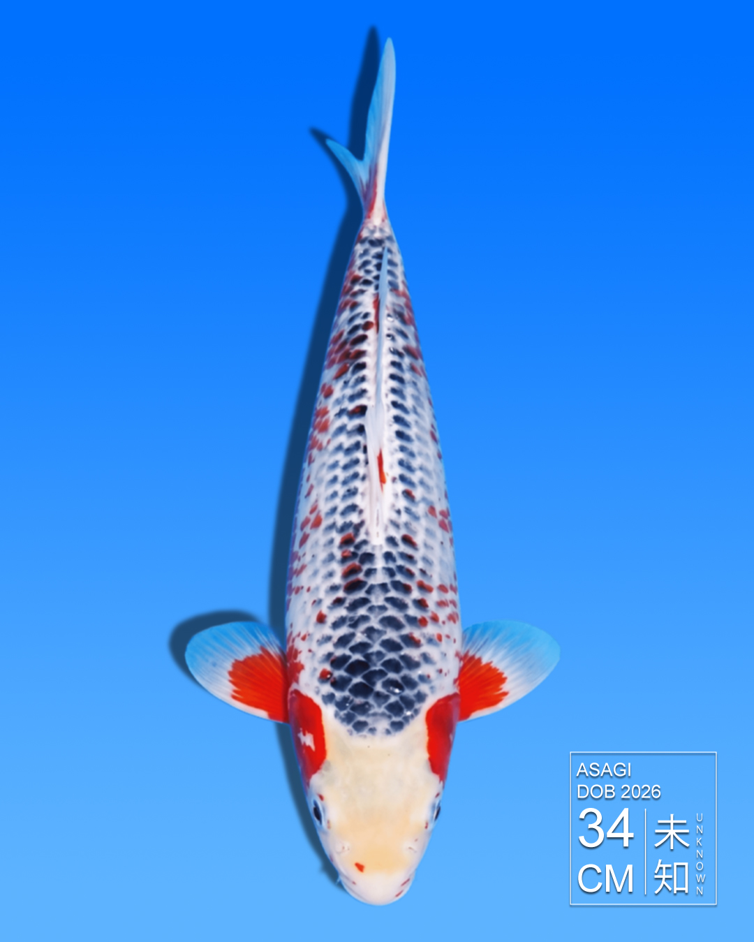 Koi Asagi HKC2026000011