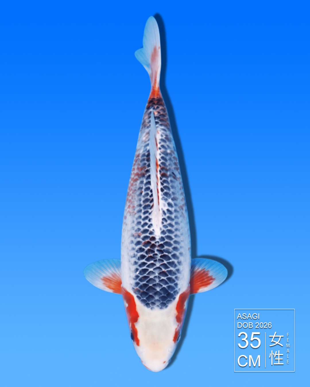 Koi Asagi HKC2026000012