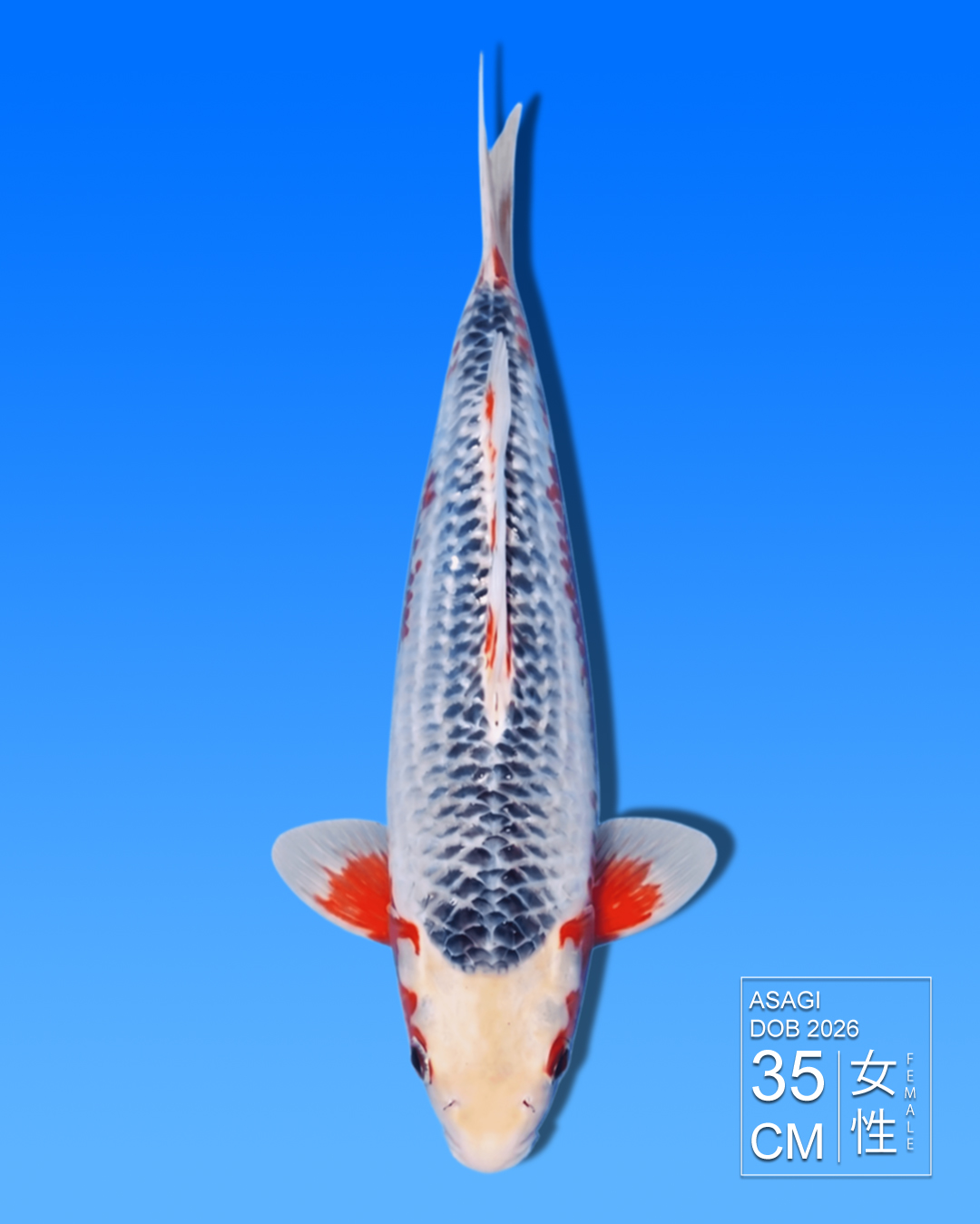 Koi Asagi HKC2026000013