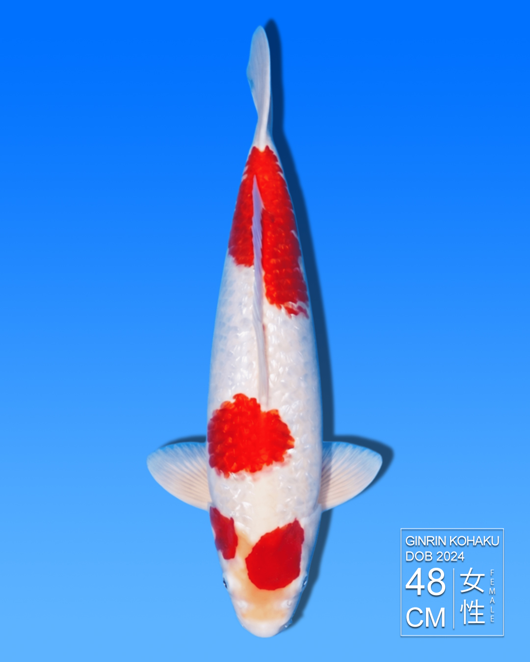 Koi Ginrin Kohaku HKC2026000015