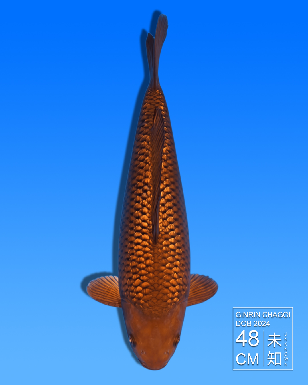 Koi Ginrin Chagoi HKC2026000017