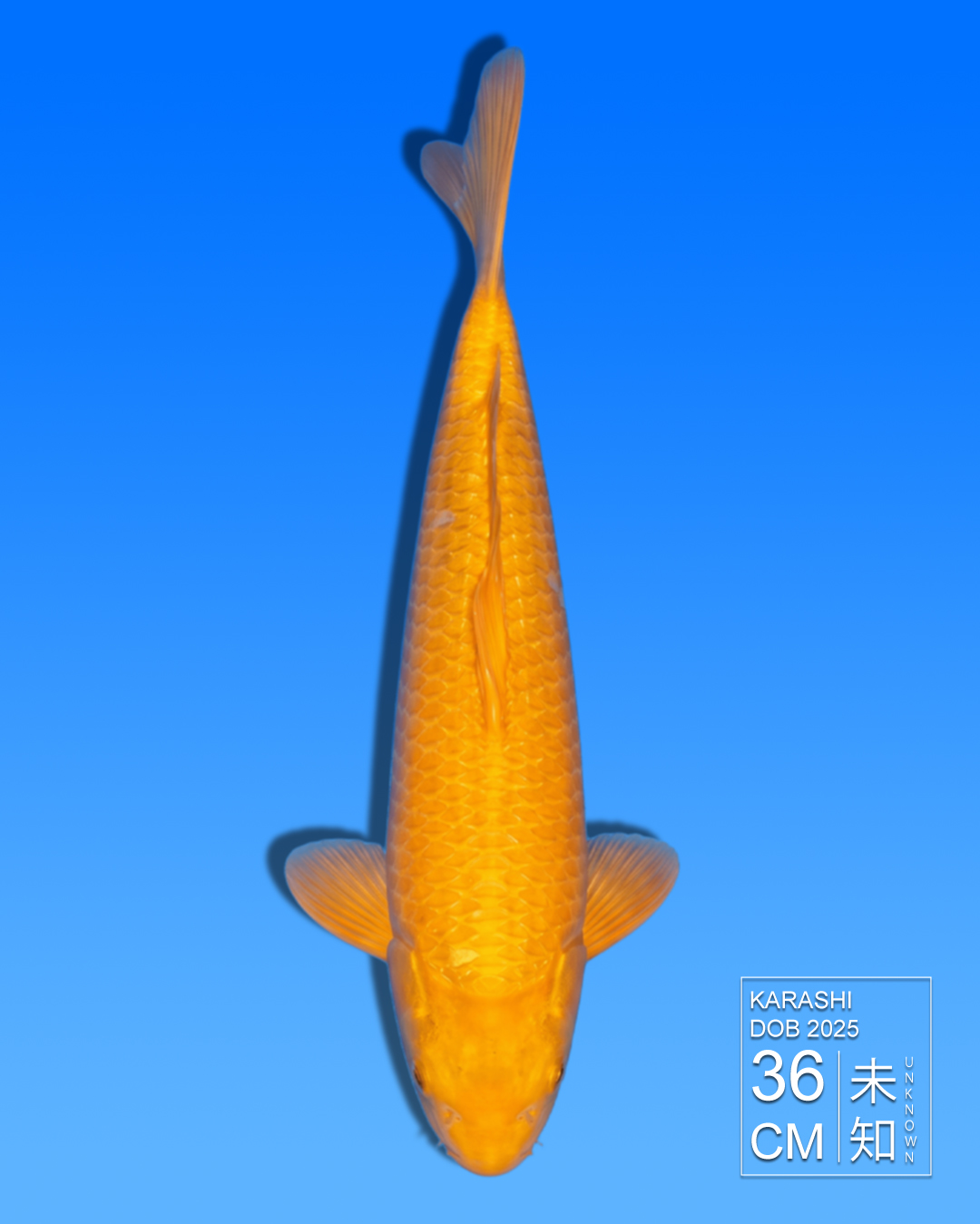 Koi Karashi HKC2026000018