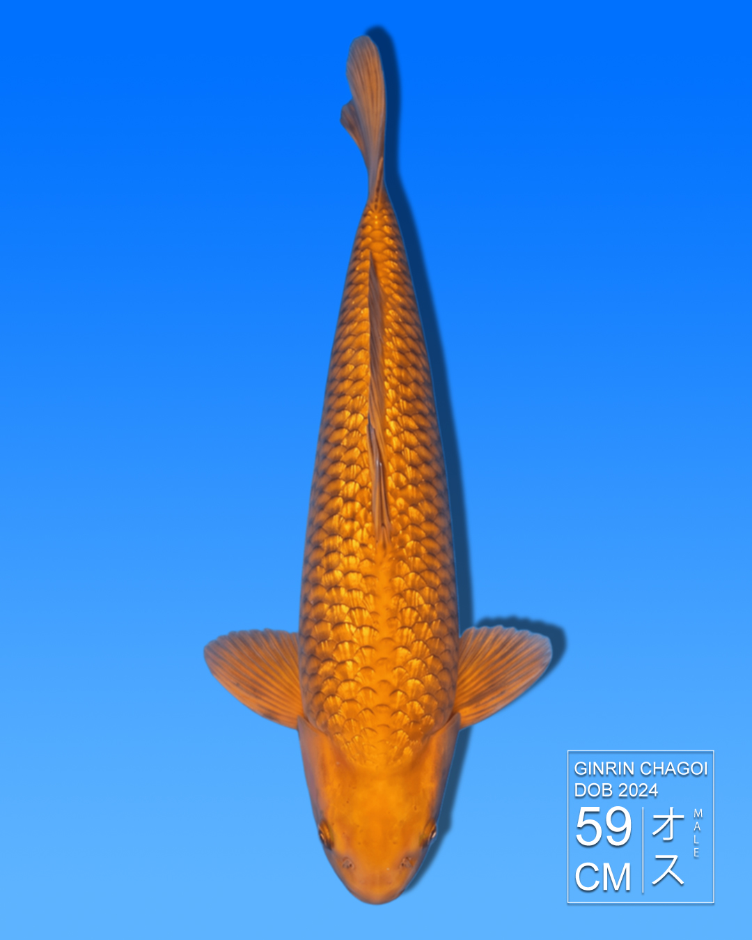Koi Ginrin Chagoi HKC2026000023