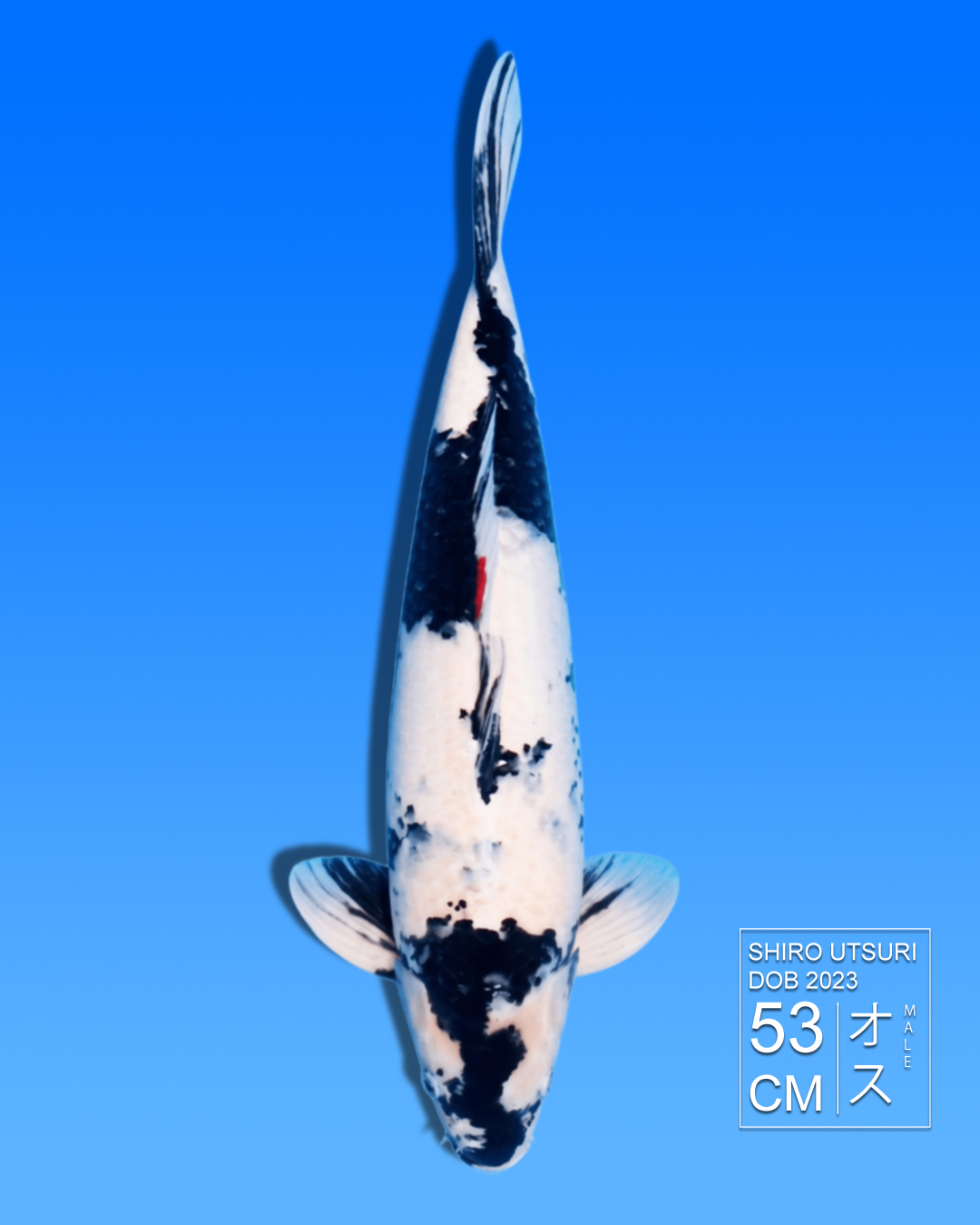 Koi Shiro Utsuri HKC2026000025