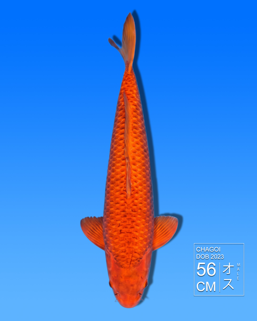 Koi Chagoi HKC2026000032