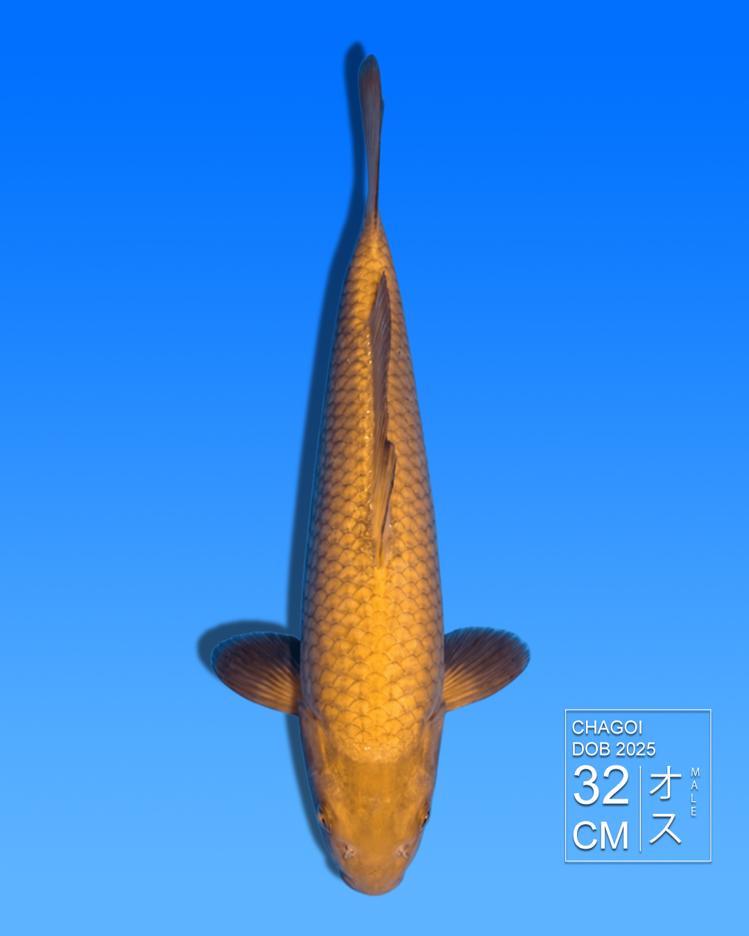 Koi Chagoi HKC2026000034