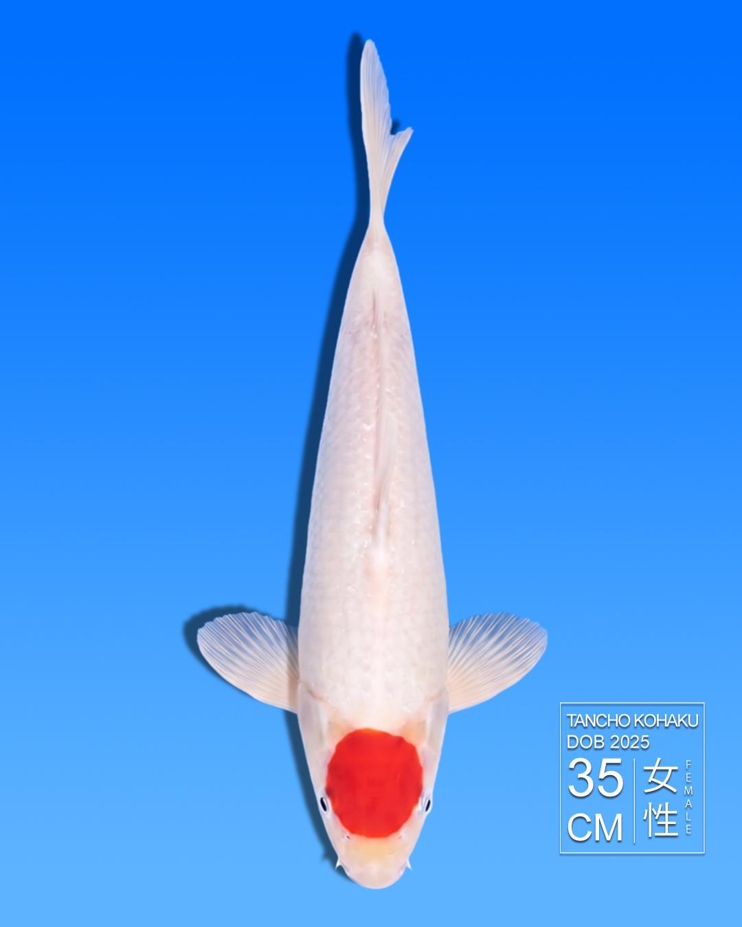 Koi Tancho Kohaku HKC2026000038