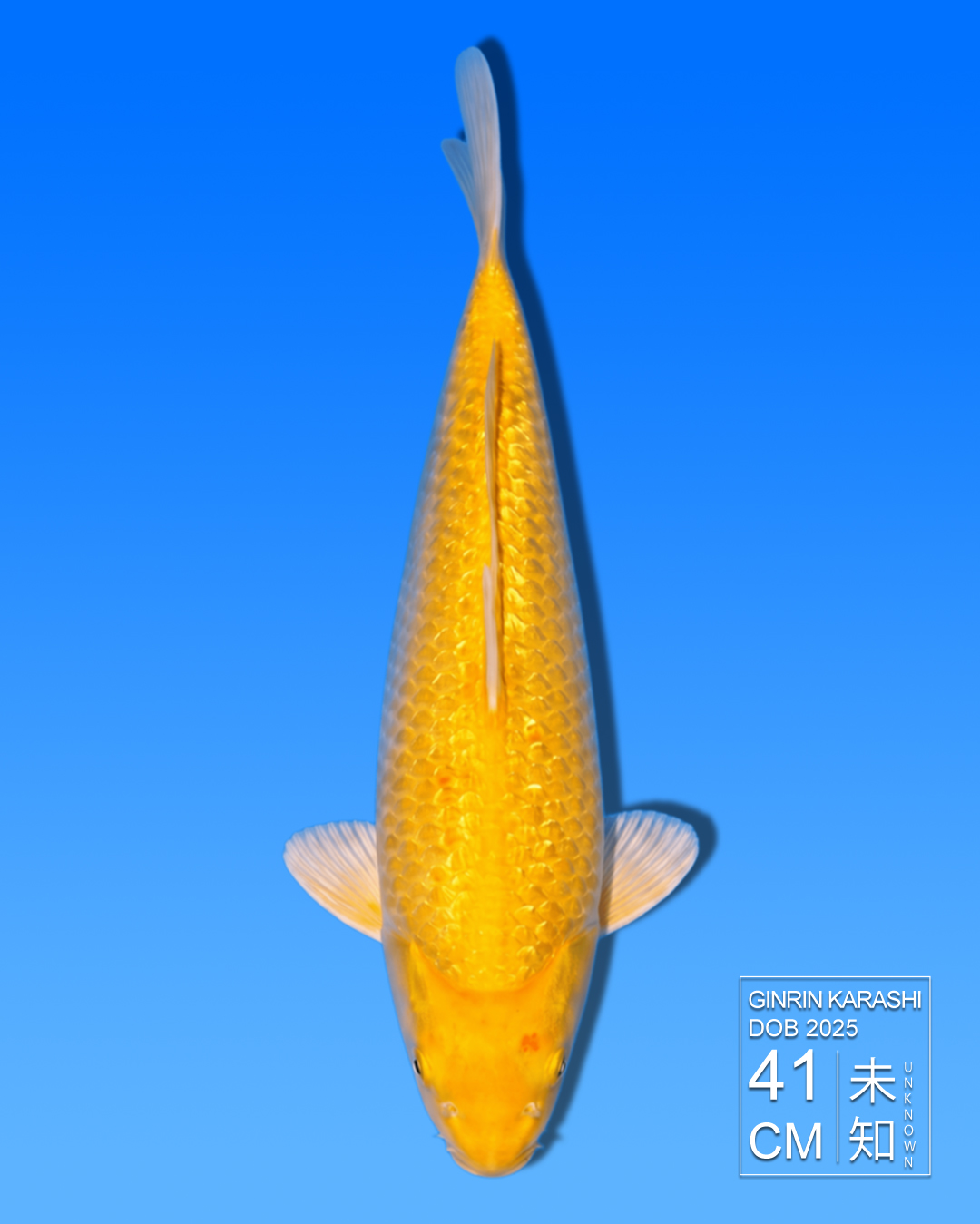 Koi Ginrin Karashi HKC2026000054