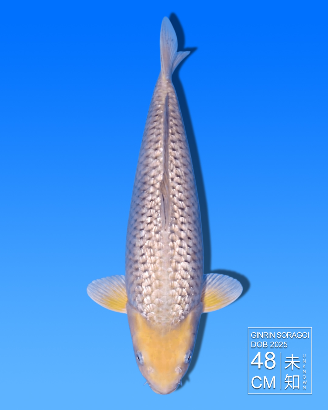 Koi Ginrin Soragoi HKC2026000059