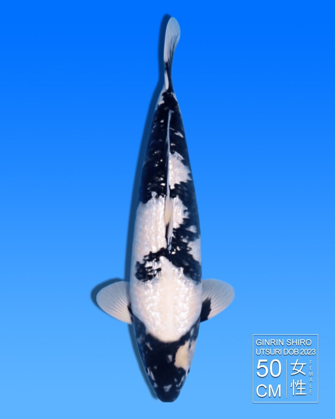 Koi Ginrin Shiro Utsuri HKC2026000061