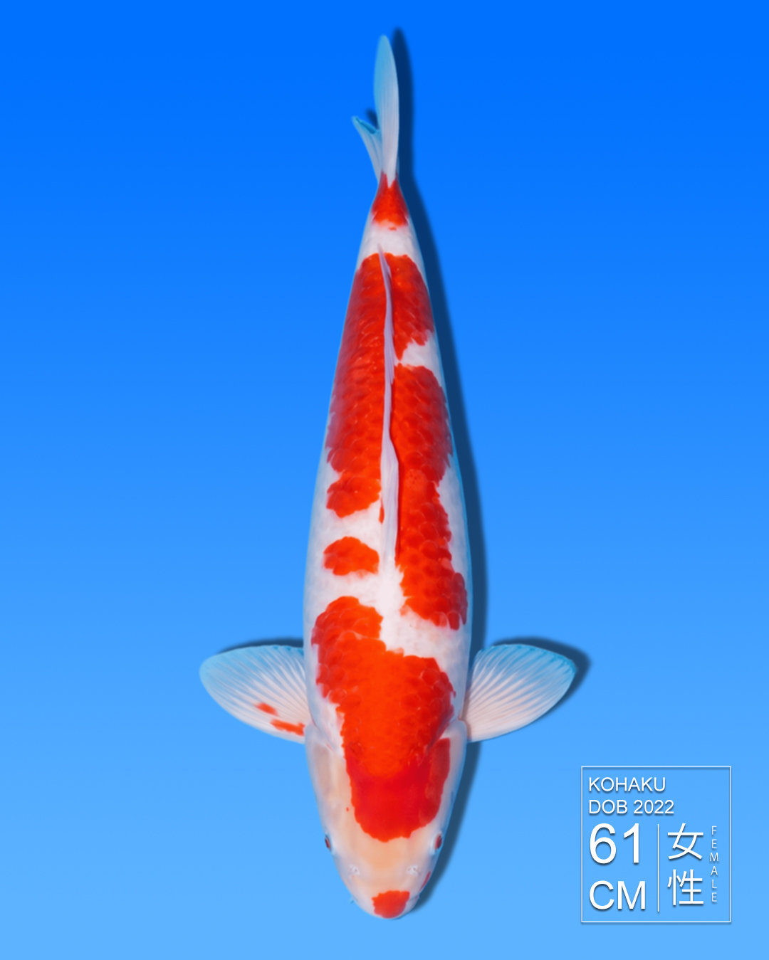 Koi Kohaku HKC2026000027