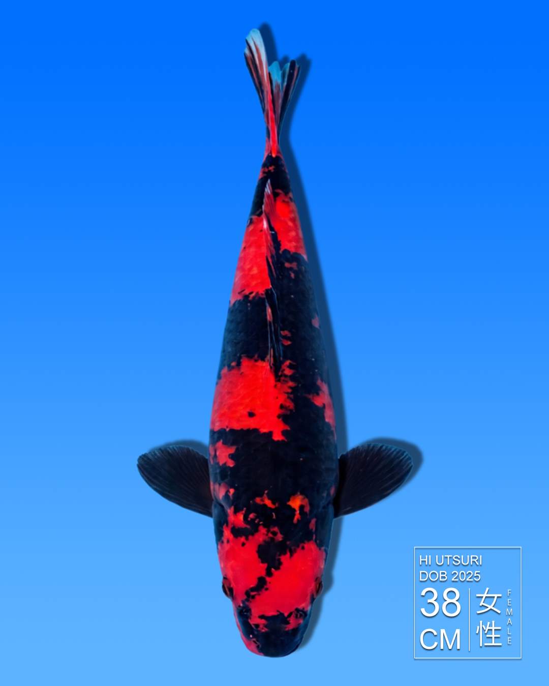 Koi Hi Utsuri HKC2026000056