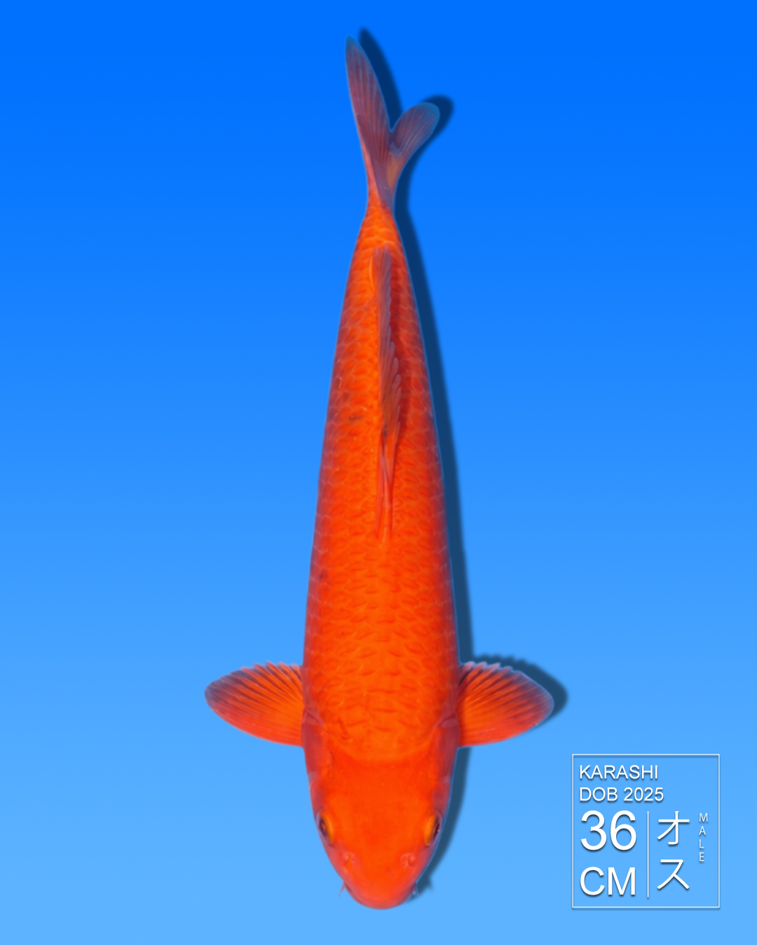 Koi Karashi HKC2026000073