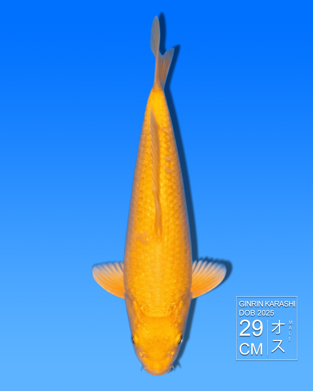 Koi Ginrin Karashi HKC2026000078