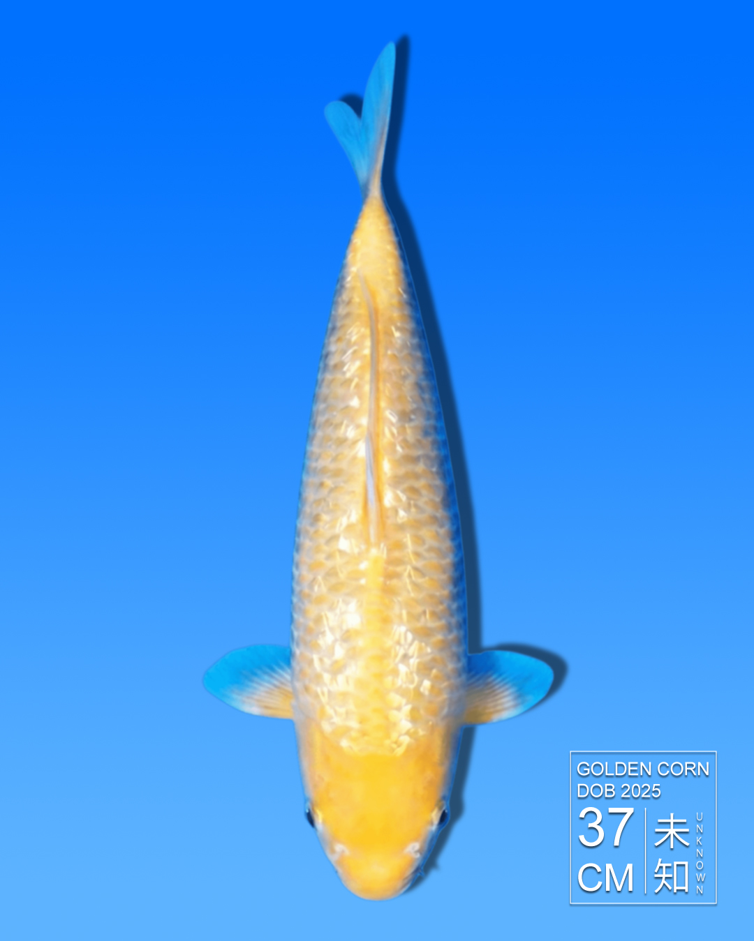 Koi Golden Corn HKC2026000136