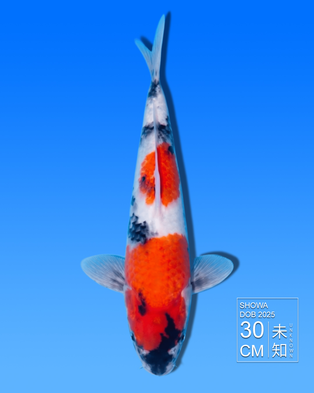 Koi Showa HKC2026000067