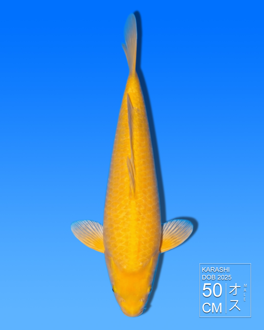 Koi Karashi HKC2026000105