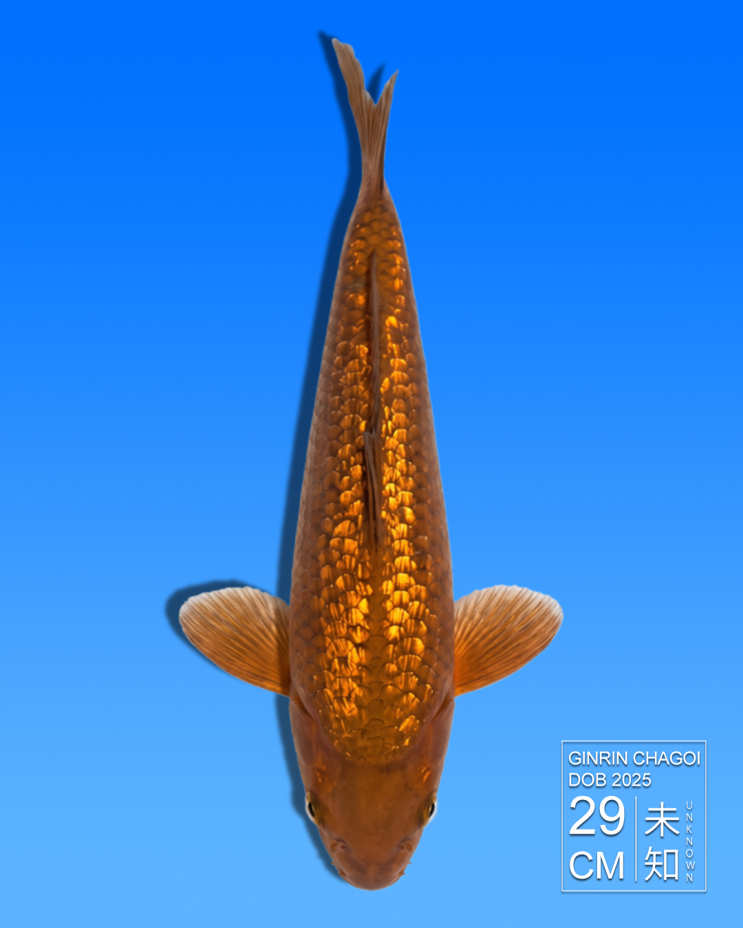 Koi Ginrin Chagoi HKC2026000113