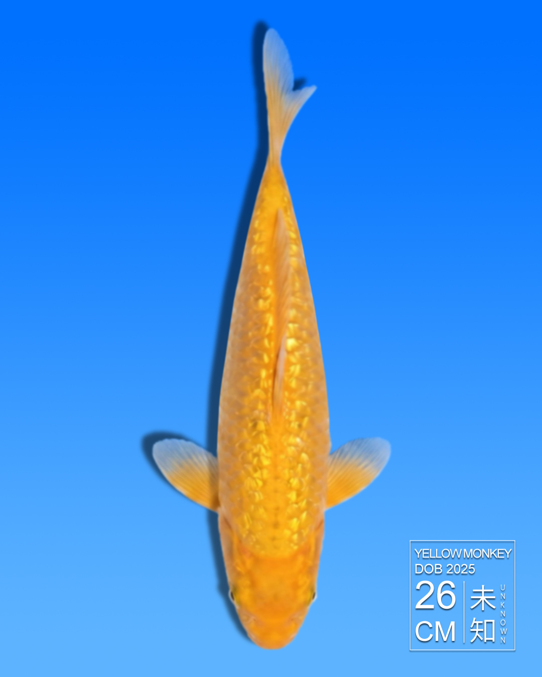Koi Yellow Monkey HKC2026000117